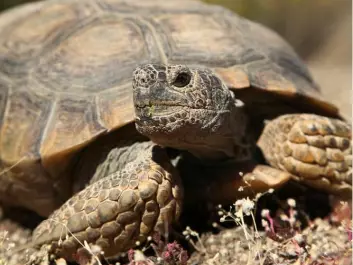 The desert tortoise (Gopherus agassizii) is one example of animals whose mortality declines with age. (Photo: <a href=" http://www.shutterstock.com/" target="_blank">Shutterstock</a>)