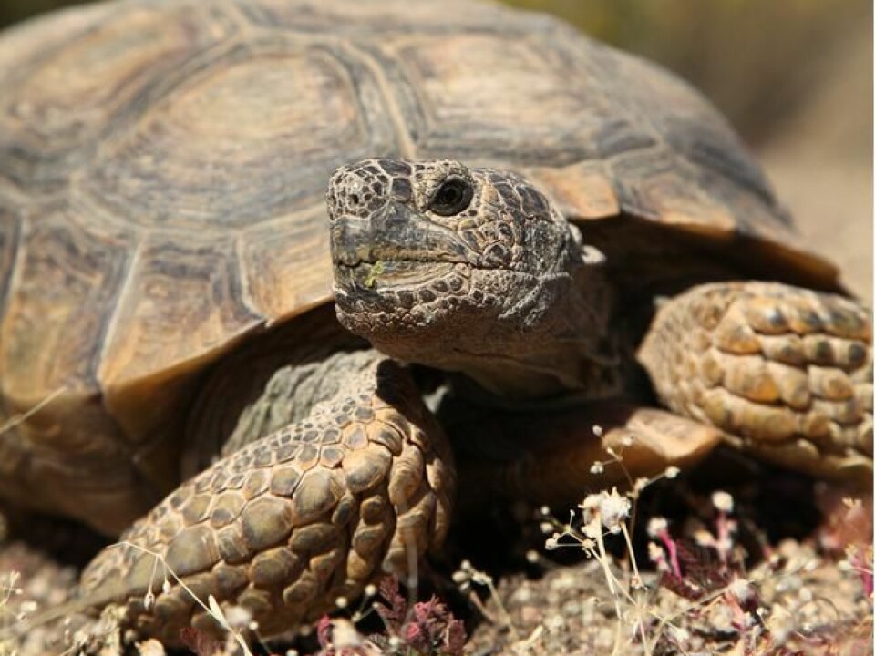 The desert tortoise (Gopherus agassizii) is one example of animals whose mortality declines with age. (Photo: Shutterstock)
