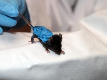The mice were covered with liquid latex to prevent evaporation from the skin, thus stopping heat loss. This heat loss stopped the accumulation of fat in the liver, which suggests that there is a form of communication between the skin and the liver. (Photo: The University of Southern Denmark) The mice were covered with liquid latex to prevent evaporation from the skin, thus stopping heat loss. This heat loss stopped the accumulation of fat in the liver, which suggests that there is a form of communication between the skin and the liver. (Photo: The University of Southern Denmark)