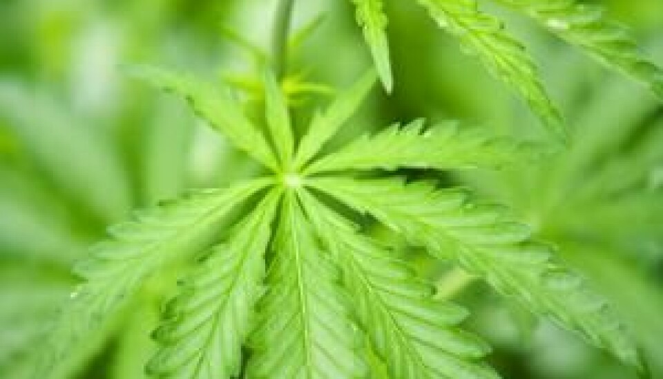Cannabis can do more than just get you stoned. The active substances of the plant also have a healing effect against a number of diseases. (Photo: Colourbox)
