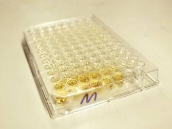 The new method for scanning midges for fluorescent powder consists of putting the midges into tiny wells in a so-called ELISA plate. Even the tiniest amounts of dye would give a positive result when scanned in a plate reader. (Photo: Anne Lykke) The new method for scanning midges for fluorescent powder consists of putting the midges into tiny wells in a so-called ELISA plate. Even the tiniest amounts of dye would give a positive result when scanned in a plate reader. (Photo: Anne Lykke)