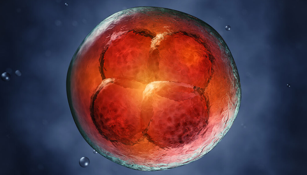 When a foetus is growing, the cells divide with frantic speed. Special cellular mechanisms ensure that there are no mutations in the DNA when the cells grow this fast. Unfortunately, however, cancer cells have found a way of utilising the body’s defences against errors in cell division. A new research project aims to prevent this from happening. Photo: Shutterstock) When a foetus is growing, the cells divide with frantic speed. Special cellular mechanisms ensure that there are no mutations in the DNA when the cells grow this fast. Unfortunately, however, cancer cells have found a way of utilising the body’s defences against errors in cell division. A new research project aims to prevent this from happening. Photo: Shutterstock)