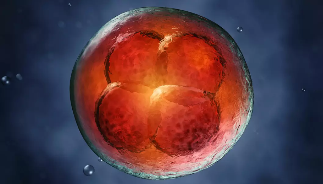 When a foetus is growing, the cells divide with frantic speed. Special cellular mechanisms ensure that there are no mutations in the DNA when the cells grow this fast. Unfortunately, however, cancer cells have found a way of utilising the body’s defences against errors in cell division. A new research project aims to prevent this from happening. Photo: Shutterstock)