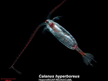 The Calanus hyperboreus is one of 13,000 copepod species. (Photo: Russ Hopcroft) The Calanus hyperboreus is one of 13,000 copepod species. (Photo: Russ Hopcroft)