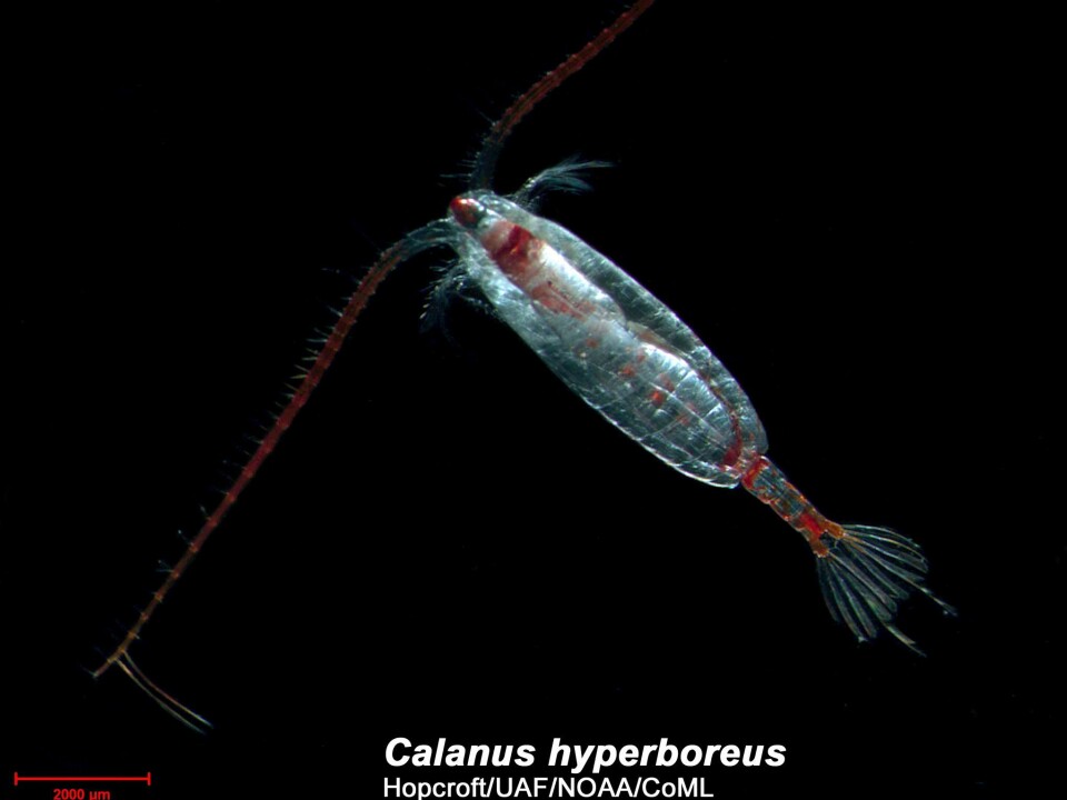 The Calanus hyperboreus is one of 13,000 copepod species. (Photo: Russ Hopcroft)