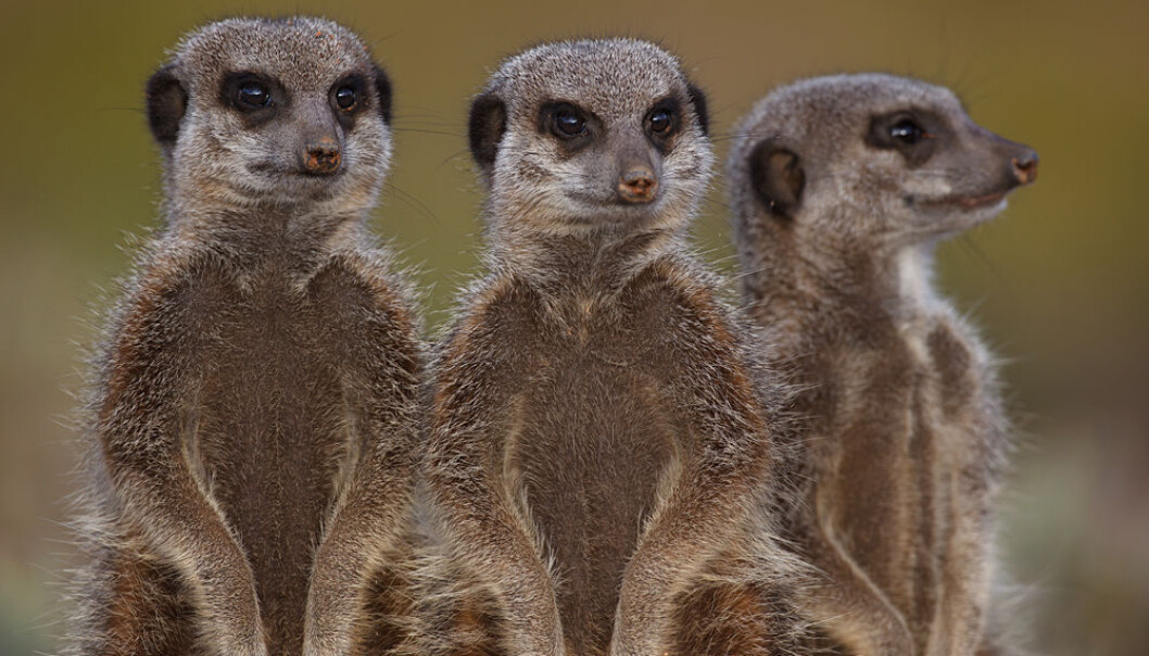 Photos Eye contact with Savannah animals