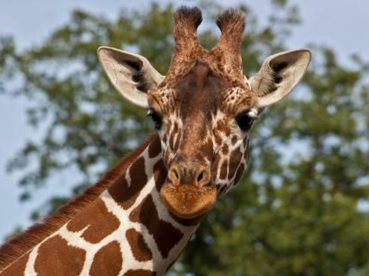 Marius the giraffe: He died so that others could live