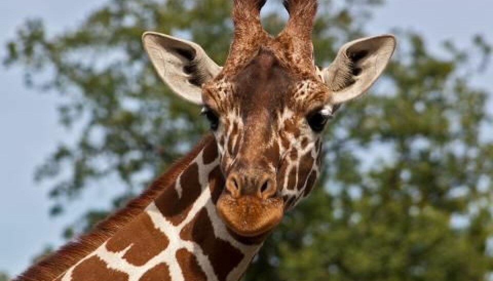 The killing of a 18 month old giraffe named Marius in the Copenhagen Zoo has received a lot of media attention.