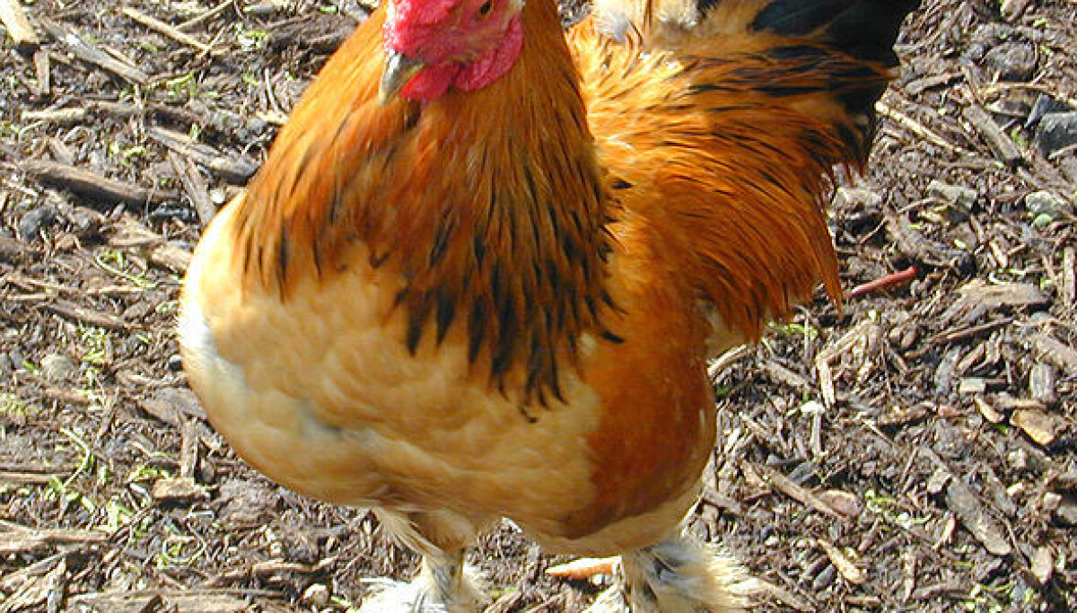 Why do headless chickens run?