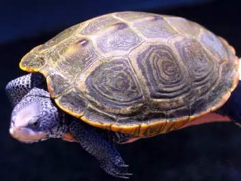 The turtle’s spine is a bit like the human brain in certain respects, but it is a much easier organ to work with. This makes it a good model for the nervous system and for nerve cells in general. (Photo: Mary Hollinger, NOAA)