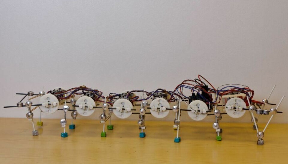 Biologists can use the LocoKit to experiment with building robots that are shaped like animals or humans and thus make them move naturally. This lizard-like robot has 14 legs. (Photo: The University of Southern Denmark)