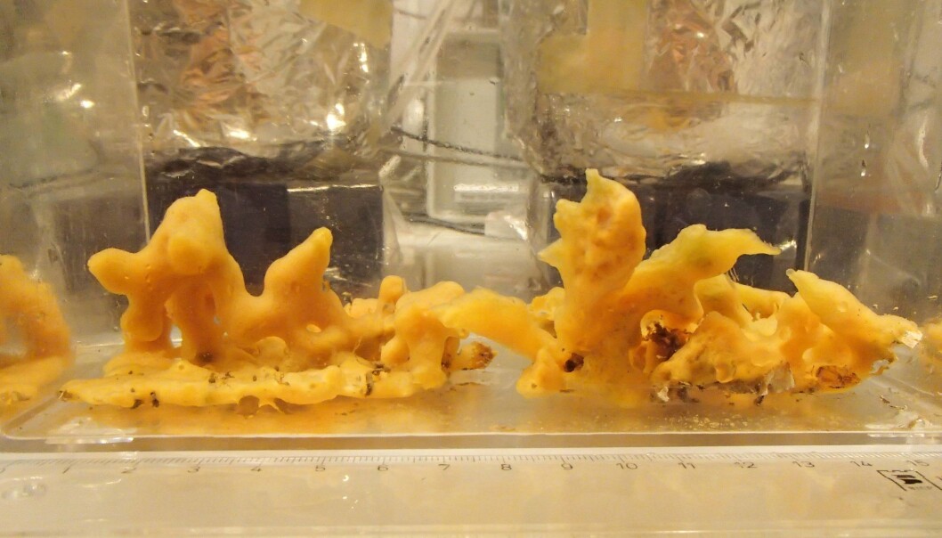 Humans and this sea sponge have a common ancestor, dating back to 600 million years ago. These ancestors were very similar to today’s sea sponges, and that is why researchers can use living sea sponges to study how our common ancestor fared in oxygen-poor conditions. (Photo: Daniel Mills) Humans and this sea sponge have a common ancestor, dating back to 600 million years ago. These ancestors were very similar to today’s sea sponges, and that is why researchers can use living sea sponges to study how our common ancestor fared in oxygen-poor conditions. (Photo: Daniel Mills)