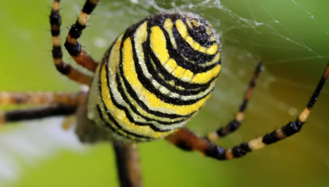 Spiders do not weave their webs just to catch prey. They also use the web as a safety line when they are in danger of falling, or if they want to throw themselves into the air. Some spiders also weave a web around objects such as eggs and food that they wish to preserve. (Photo: Shutterstock)