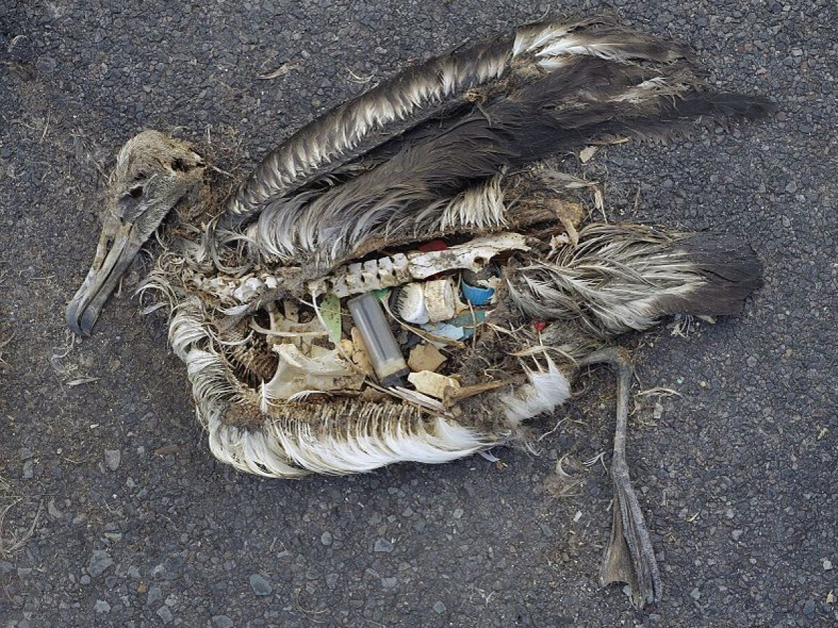 Tiny microplastics a marine headache Tiny microplastics a marine headache