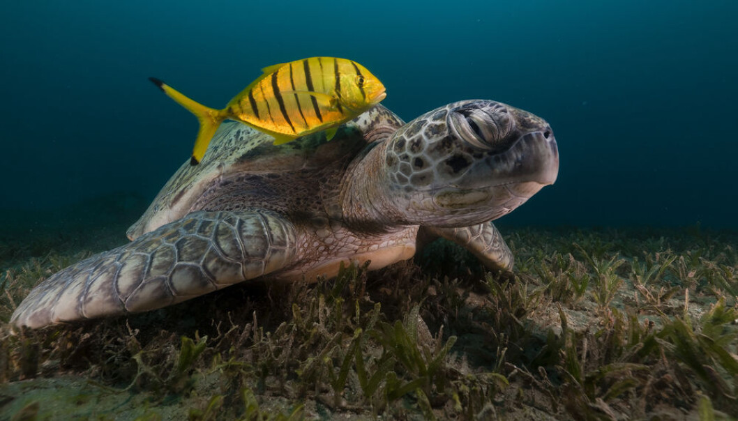 Having studied data on various animal groups in the sea, Thomas Kiørboe og Andrew G. Hirst found that Kleiber’s law is incomplete. (Photo: <a href=" http://www.shutterstock.com/" target="_blank">Shutterstock</a>) Having studied data on various animal groups in the sea, Thomas Kiørboe og Andrew G. Hirst found that Kleiber’s law is incomplete. (Photo: <a href=" http://www.shutterstock.com/" target="_blank">Shutterstock</a>)