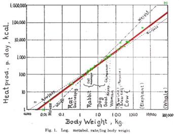 Kleiber’s original model from 1932, showing body size versus metabolic rate for a variety of species. (Photo: Physiological Reviews) Kleiber’s original model from 1932, showing body size versus metabolic rate for a variety of species. (Photo: Physiological Reviews)
