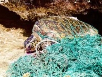Millions of animals die every year as a result of fishery bycatch. Now scientists have created a global overview of the problem. (Photo: Wikipedia/Cory) Millions of animals die every year as a result of fishery bycatch. Now scientists have created a global overview of the problem. (Photo: Wikipedia/Cory)