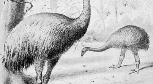 Humans alone killed off the giant moa bird