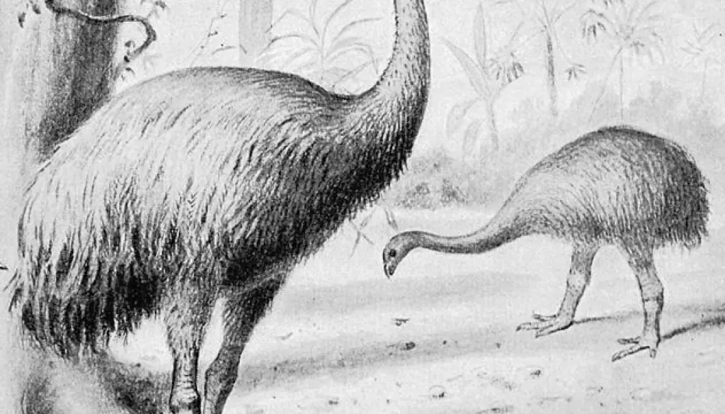 The last moa birds died out around the year 1530. Man’s arrival in New Zealand 200 years prior to this date is the sole cause of the giant bird’s extinction, according to a new study. (Illustration: Joseph Smit/Wikipedia)