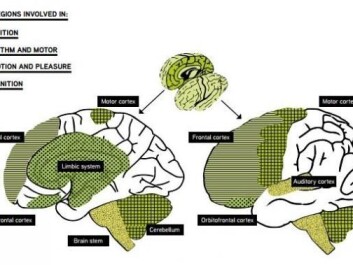 The brain regions involved in audition, rhythm and motor, emotion and pleasure, and cognition. The auditory cortex and the brain stem are involved in audition. The cerebellum and motor cortex are central for rhythm and motor effects of music, but the brainstem and midbrain regions are also involved. The orbitofrontal cortex, and limbic and paralimbic brain regions are fundamental for emotional processing of music, while pre-frontal regions are associated with the cognitive evaluation of music. (Illustration: from the ‘Music interventions in health care’ white paper) The brain regions involved in audition, rhythm and motor, emotion and pleasure, and cognition. The auditory cortex and the brain stem are involved in audition. The cerebellum and motor cortex are central for rhythm and motor effects of music, but the brainstem and midbrain regions are also involved. The orbitofrontal cortex, and limbic and paralimbic brain regions are fundamental for emotional processing of music, while pre-frontal regions are associated with the cognitive evaluation of music. (Illustration: from the ‘Music interventions in health care’ white paper)