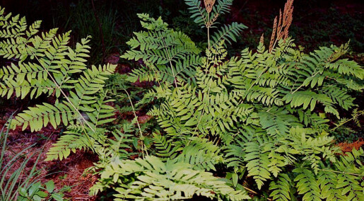 Swedish ferns stuck to their Jurassic game plan
