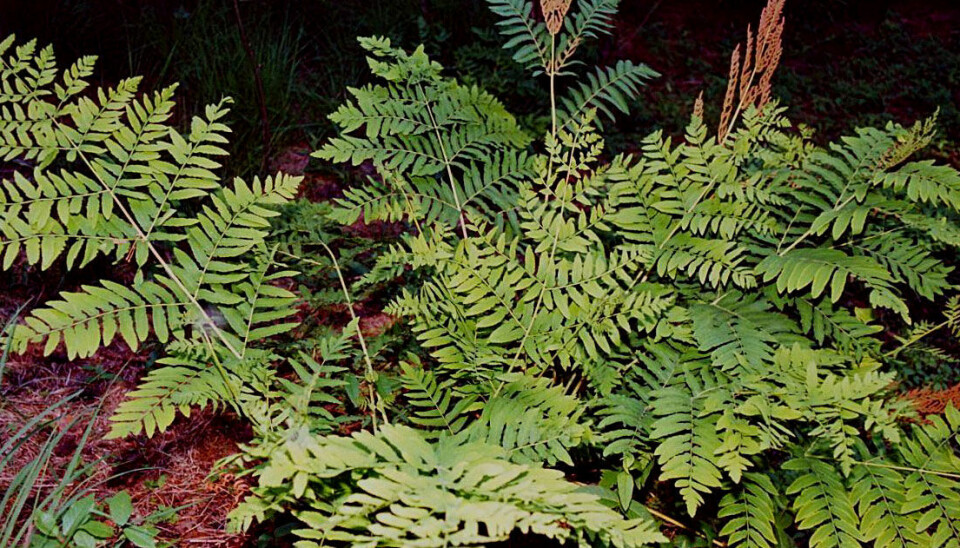 The royal fern is a good example of a “living fossil”. (Photo: Christian Fischer, Wikimedia Commons)