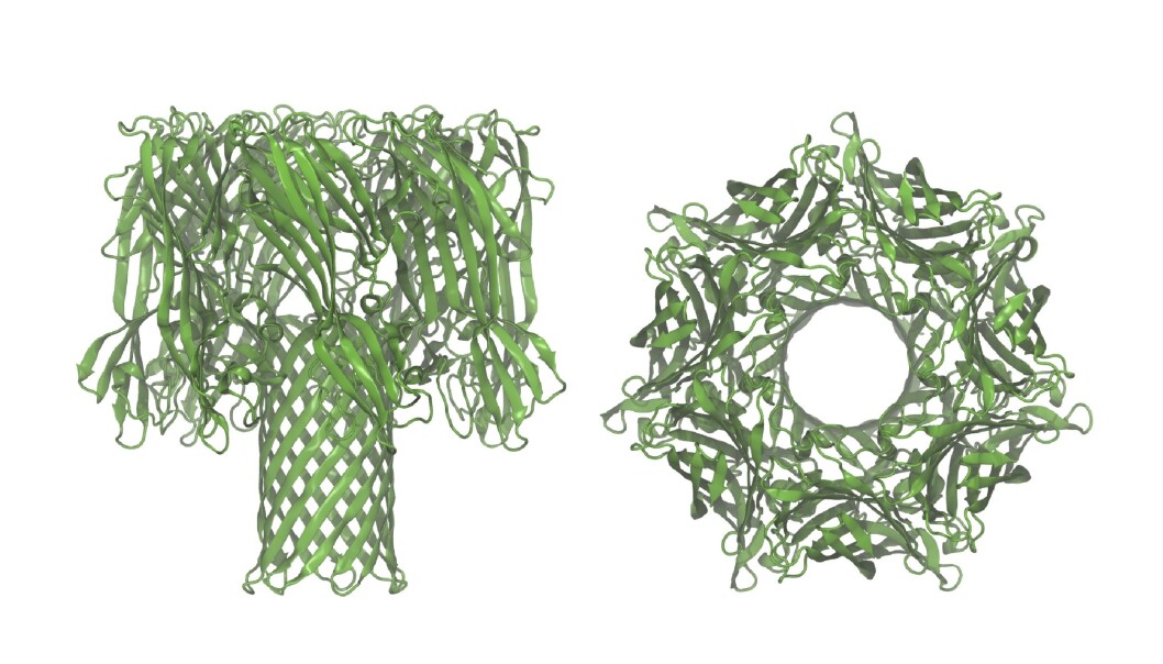 A Danish scientist has managed to pull a protein through a tiny channel known as a nanopore. The nanopore consists of another protein (the alpha-hemolysin protein), which is forming a channel. This illustration shows the channel viewed from the side and from the top. (Photo: Christian Bech Rosen) A Danish scientist has managed to pull a protein through a tiny channel known as a nanopore. The nanopore consists of another protein (the alpha-hemolysin protein), which is forming a channel. This illustration shows the channel viewed from the side and from the top. (Photo: Christian Bech Rosen)
