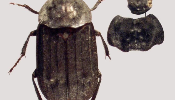 Ancient insects reveal Danish climate secret