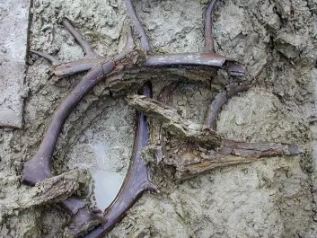 In addition to the ancient insects and plants, the excavation also found antlers and bones from 12 reindeer. (Photo: The National Museum of Denmark)