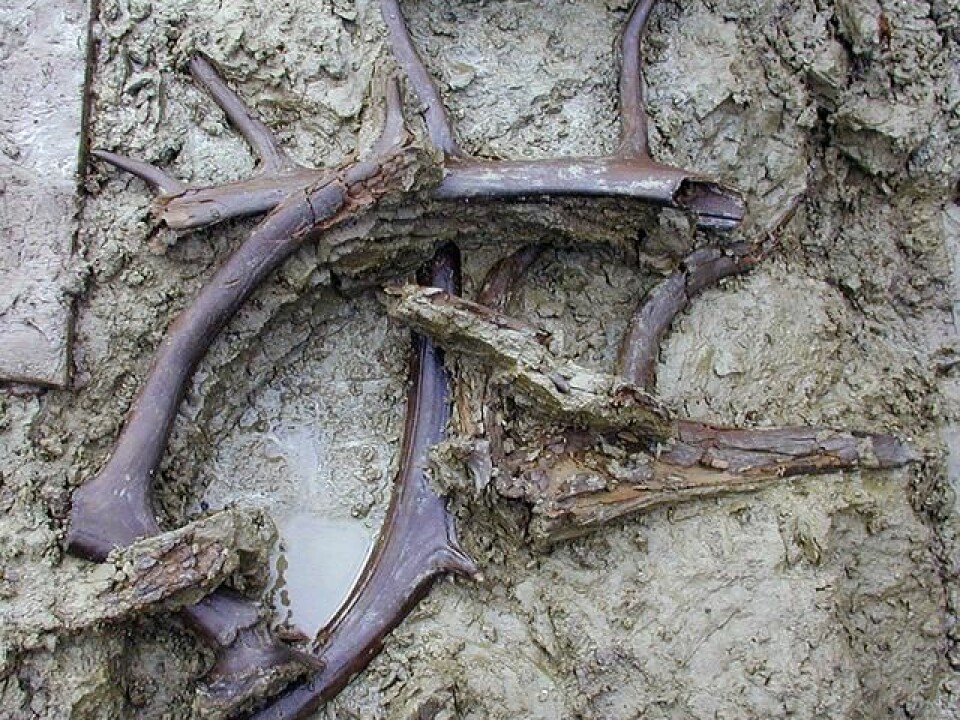 In addition to the ancient insects and plants, the excavation also found antlers and bones from 12 reindeer. (Photo: The National Museum of Denmark)