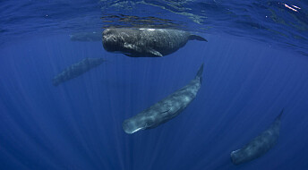 Sperm whale language under scrutiny