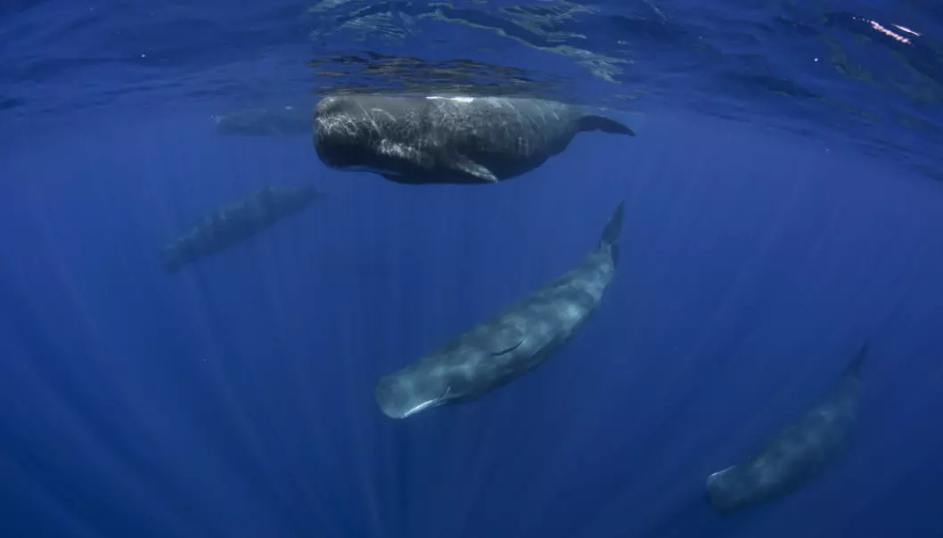 Sperm whales live in female-only family ‘units’ of grandmothers, mothers, and daughters. Young males leave their units during maturity. Mature adult males visit the units on occasion to mate and then they go back to their primarily solitary lives in the worlds’ oceans. A fully grown male sperm whale can weigh up to 50 tonnes, and reach 18 meters in length, making it the world’s largest toothed whale. (Photo: Shutterstock)