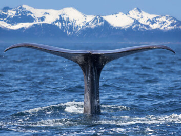 Sperm whales possess the most powerful natural sonar system, which they use to navigate and search for squid in the darkness of the deep ocean. They also have the largest brain in the animal kingdom, weighting no less than eight kilos. (Photo: <a href=" http://www.shutterstock.com/" target="_blank">Shutterstock</a>) Sperm whales possess the most powerful natural sonar system, which they use to navigate and search for squid in the darkness of the deep ocean. They also have the largest brain in the animal kingdom, weighting no less than eight kilos. (Photo: <a href=" http://www.shutterstock.com/" target="_blank">Shutterstock</a>)
