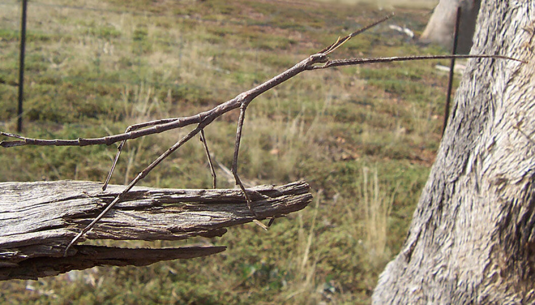 The walking stick is an insect that looks like part of a branch – with wonderful success (Photo: Fir0002, made available by Wikimedia Commons) The walking stick is an insect that looks like part of a branch – with wonderful success (Photo: Fir0002, made available by Wikimedia Commons)