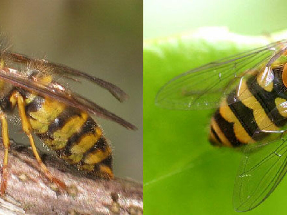 A common wasp on the left and the hoverbee which mimics it. (Photo: Holger Gröschl (wasp) and Entomart (hoverfly). Wikimedia Commons)