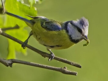 A young blue tit that has snatched a tasty larva. (Photo: Claus Fisser, made available by Wikimedia Commons) A young blue tit that has snatched a tasty larva. (Photo: Claus Fisser, made available by Wikimedia Commons)