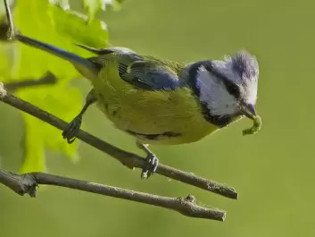 A young blue tit that has snatched a tasty larva. (Photo: Claus Fisser, made available by Wikimedia Commons)