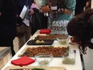 To demonstrate how other cultures use insects, visitors to the ‘Food in the Future’ event were offered deep-fried crickets and grasshoppers. (Photo: Anne Marie Lykkegaard)