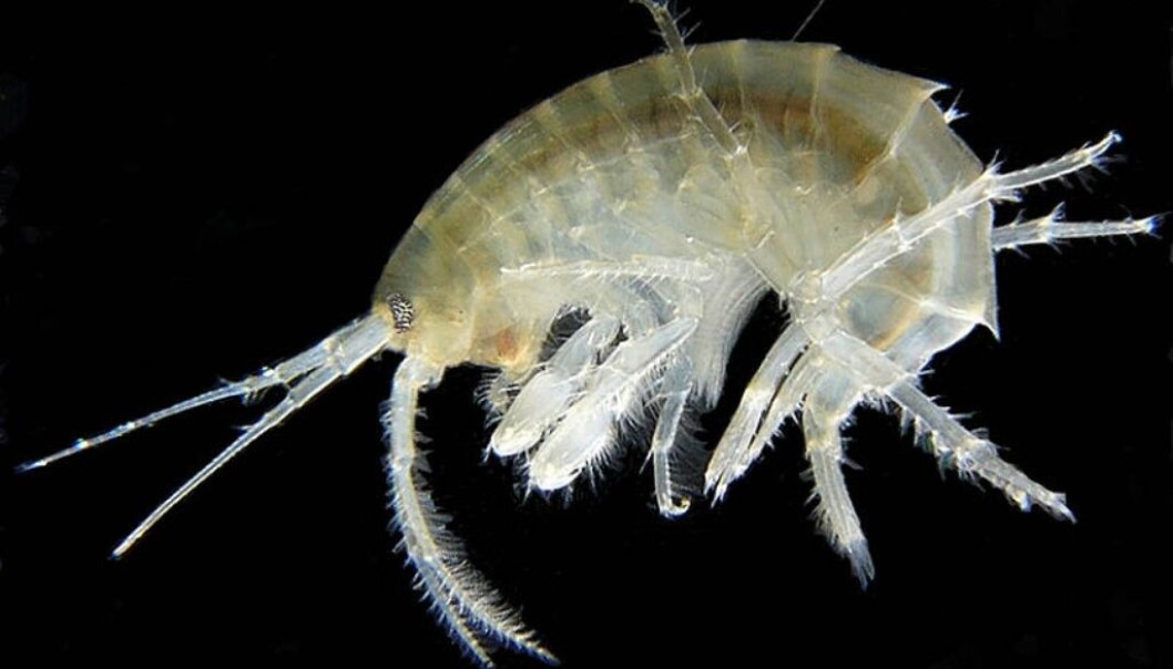 The amphipod Gammarus roeseli. (Photo: Michal Maňas, made available by Wikimedia Commons) The amphipod Gammarus roeseli. (Photo: Michal Maňas, made available by Wikimedia Commons)