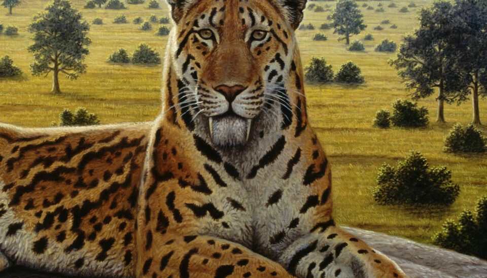 Anton was inspired in his childhood to become a paleoartist after seeing illustrations of sabre-toothed tigers. Here, a Megantereon is depicted. (Illustration: Mauricio Anton)