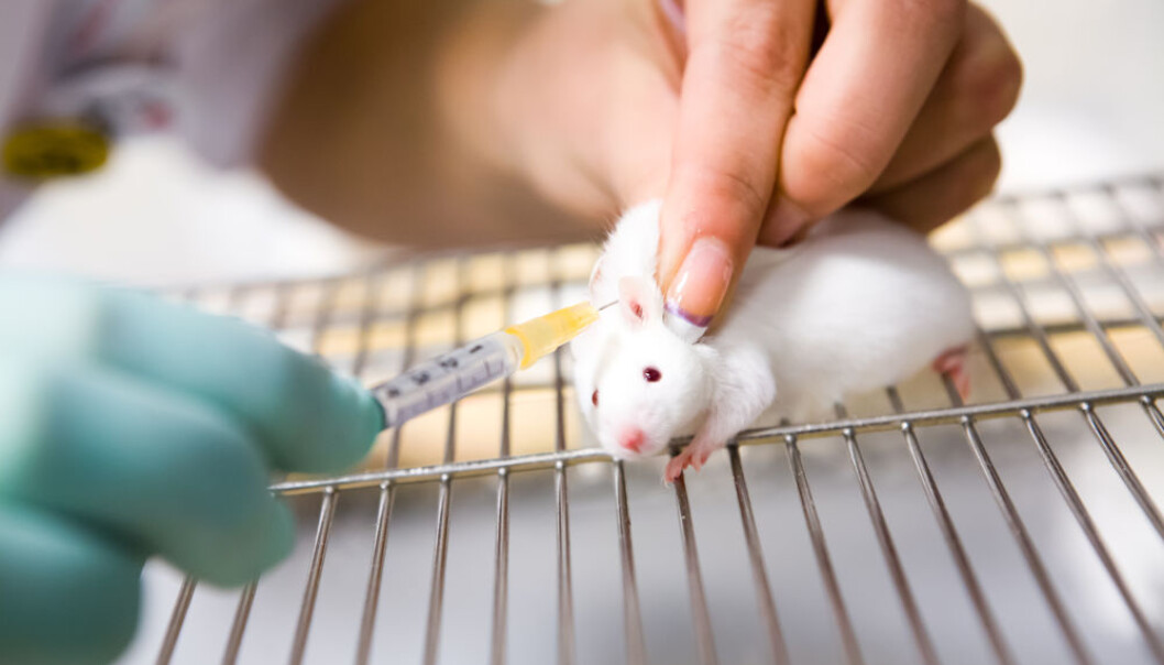 Five simple shots of gluten and mice have 44 per cent less risk of developing type 1 diabetes. The question now is if the same holds true for humans. (Photo: Shutterstock) Five simple shots of gluten and mice have 44 per cent less risk of developing type 1 diabetes. The question now is if the same holds true for humans. (Photo: Shutterstock)
