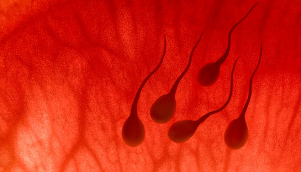 Spermatozoa in the uterus. (Photo: iStockphoto)