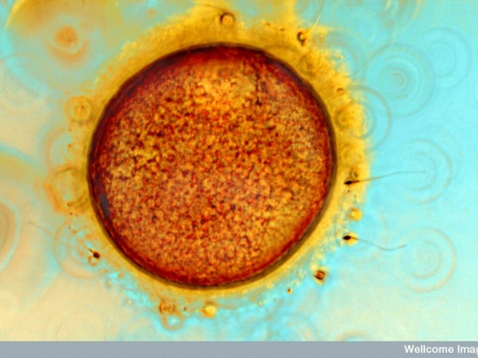 A human ovum and sperm cells during invitro fertilisation (IVF). 
Small amounts of chemicals in bodily fluids open what are called CatSper, cation channels in sperm, which are necessary for successful fertilisation. (Photo: Wellcome Images)