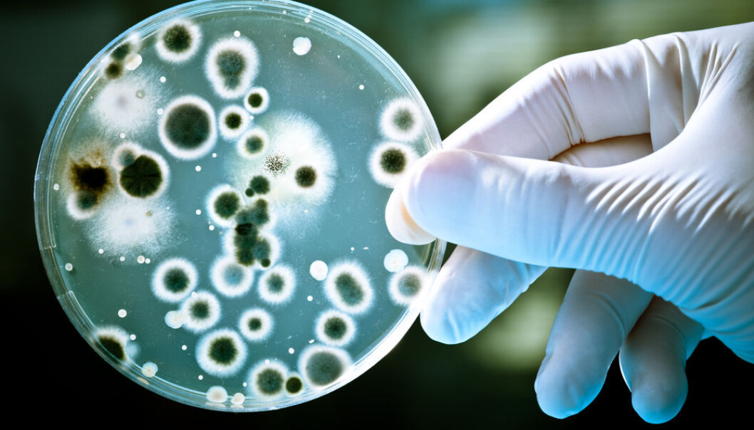 Multi-resistant bacteria are one of the biggest threats to world health and scientists are scrambling to come up with new ways to fight the so-called superbugs.
(Photo: <a href="http://www.shutterstock.com/da/pic-45531214/stock-photo--gloved-hand-holding-a-petri-dish.html?src=FMYPnwhT-bcW1Ne1Z9fxqQ-1-35" target="_blank">Shutterstock</a>) Multi-resistant bacteria are one of the biggest threats to world health and scientists are scrambling to come up with new ways to fight the so-called superbugs.
(Photo: <a href="http://www.shutterstock.com/da/pic-45531214/stock-photo--gloved-hand-holding-a-petri-dish.html?src=FMYPnwhT-bcW1Ne1Z9fxqQ-1-35" target="_blank">Shutterstock</a>)