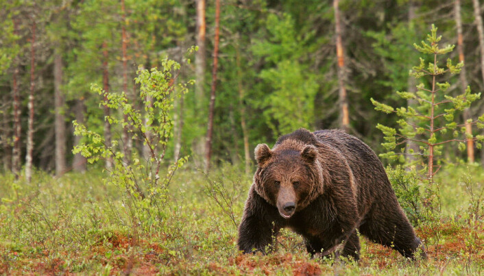 Grizzly-polar Bear Hybrids Spotted In Canadian Arctic