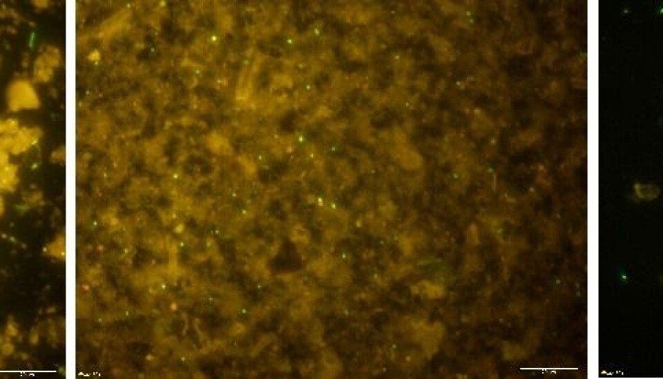 The three images show bacteria and other material dug up from a depth of two metres under the seabed of the Little Belt. The photographs were taken with a fluorescence microscope and the DNA of the bacteria cells is dyed with a fluorescent green dye in order to make it distinguishable from other material. From left: the seabed material with no further treatment, cell-extraction by ultrasound treatment and seabed material after treatment with hydrofluoric acid that removes the clay minerals and other matter, leaving the bacteria cells clean. The thin white line in the lower right corner of the images is equal to 1 micrometre (0.001 millimetre). (Photos: Nan.Xiao@IODP)