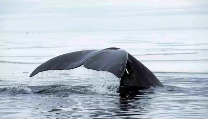 The importance of sound for bowhead whales