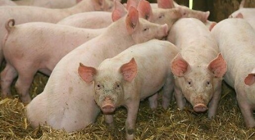The future of farming: pig cities
