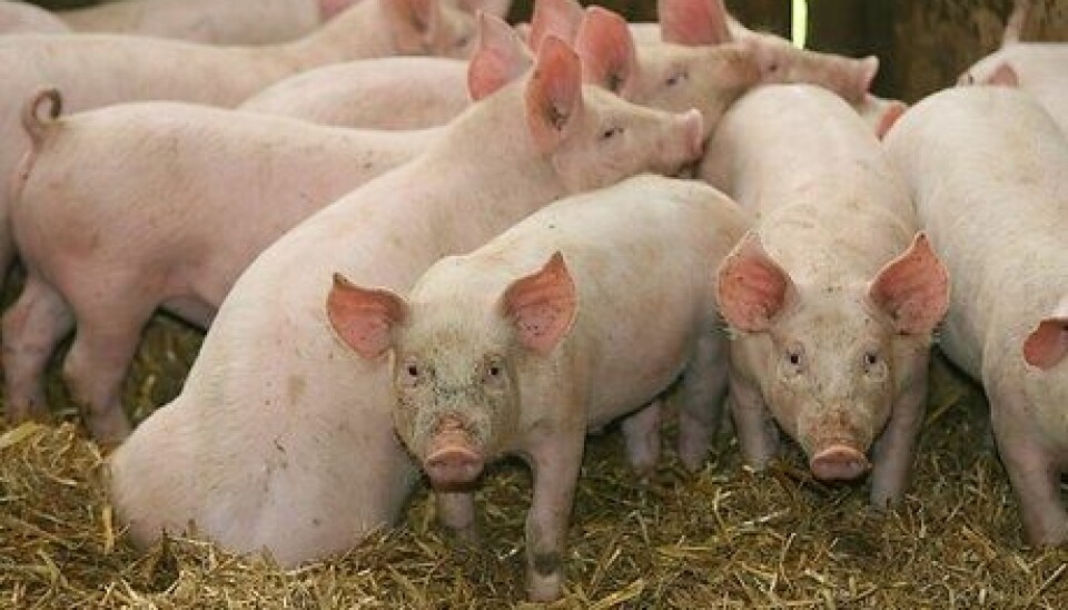 Pig farming is coming to a city near you. But don’t worry – the pig farming of the future will be free of smells, plus the pigs will deliver electricity to your TV thanks to a biogas system which runs on liquid manure.