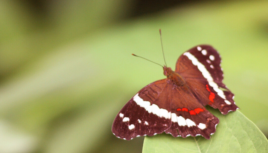 This red butterfly doesn’t mind a warm climate but darker species are struggling with the heat, new study reveals. Dark insects are now migrating north and that spells trouble for local ecosystems. (Photo: <a href="http://commons.wikimedia.org/wiki/User:Charlesjsharp" target="_blank">Charlesjsharp / Wikimedia Commons</a>) This red butterfly doesn’t mind a warm climate but darker species are struggling with the heat, new study reveals. Dark insects are now migrating north and that spells trouble for local ecosystems. (Photo: <a href="http://commons.wikimedia.org/wiki/User:Charlesjsharp" target="_blank">Charlesjsharp / Wikimedia Commons</a>)